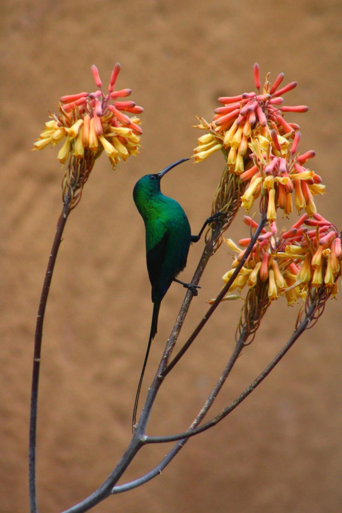 Bosch Luys Kloof Nature Reserve Ladismith Kültér fotó