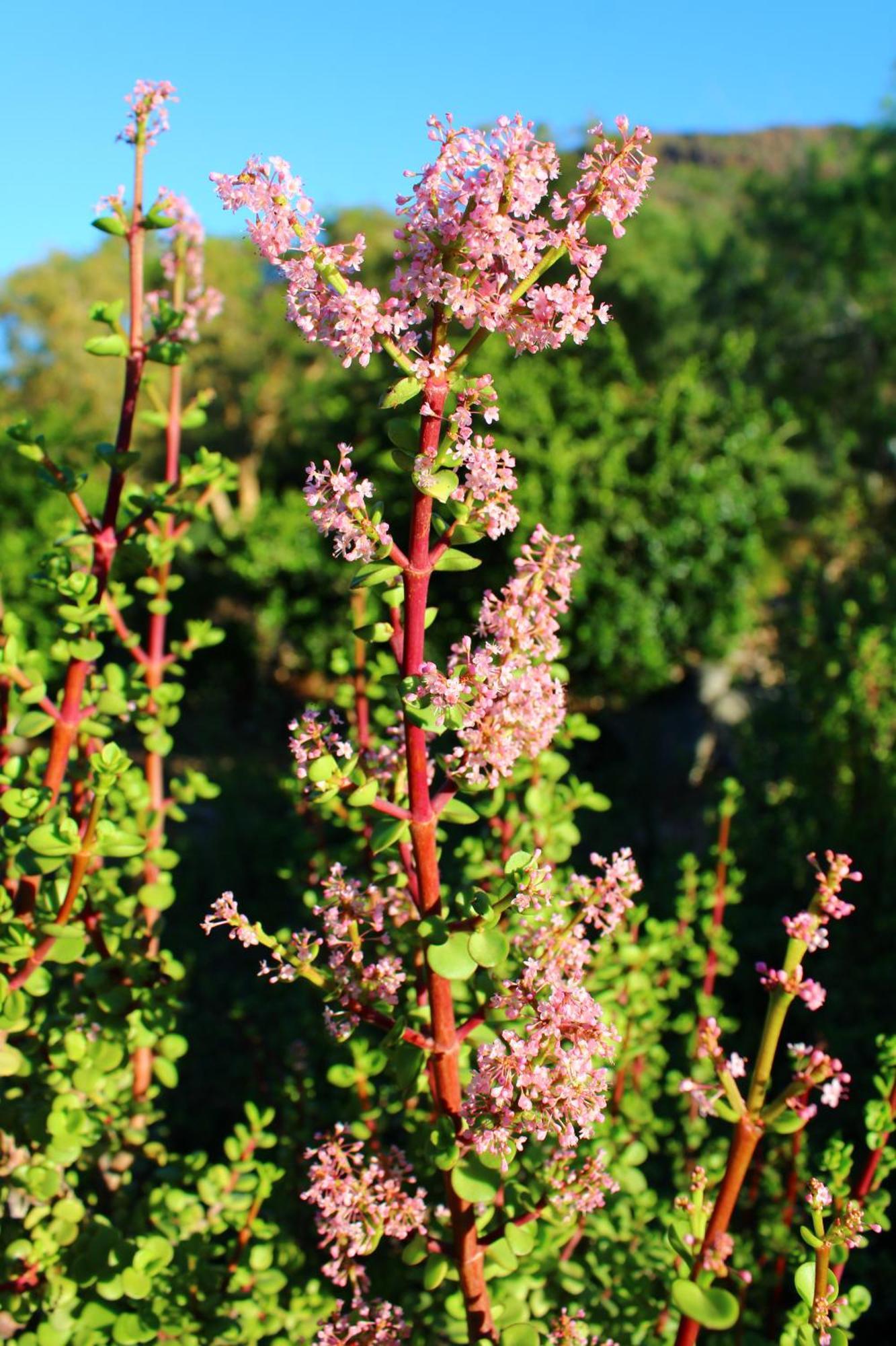 Bosch Luys Kloof Nature Reserve Ladismith Kültér fotó