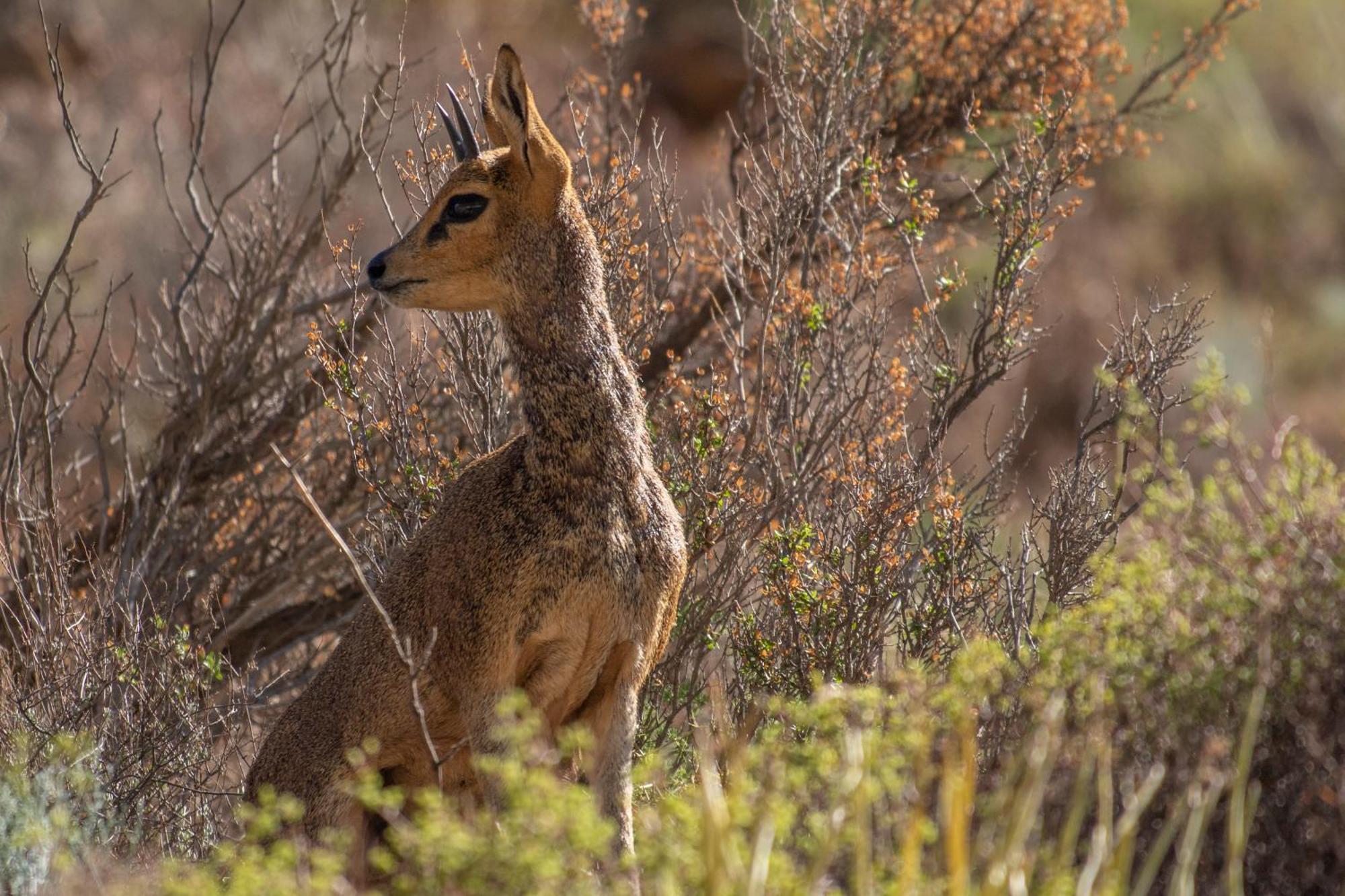 Bosch Luys Kloof Nature Reserve Ladismith Kültér fotó