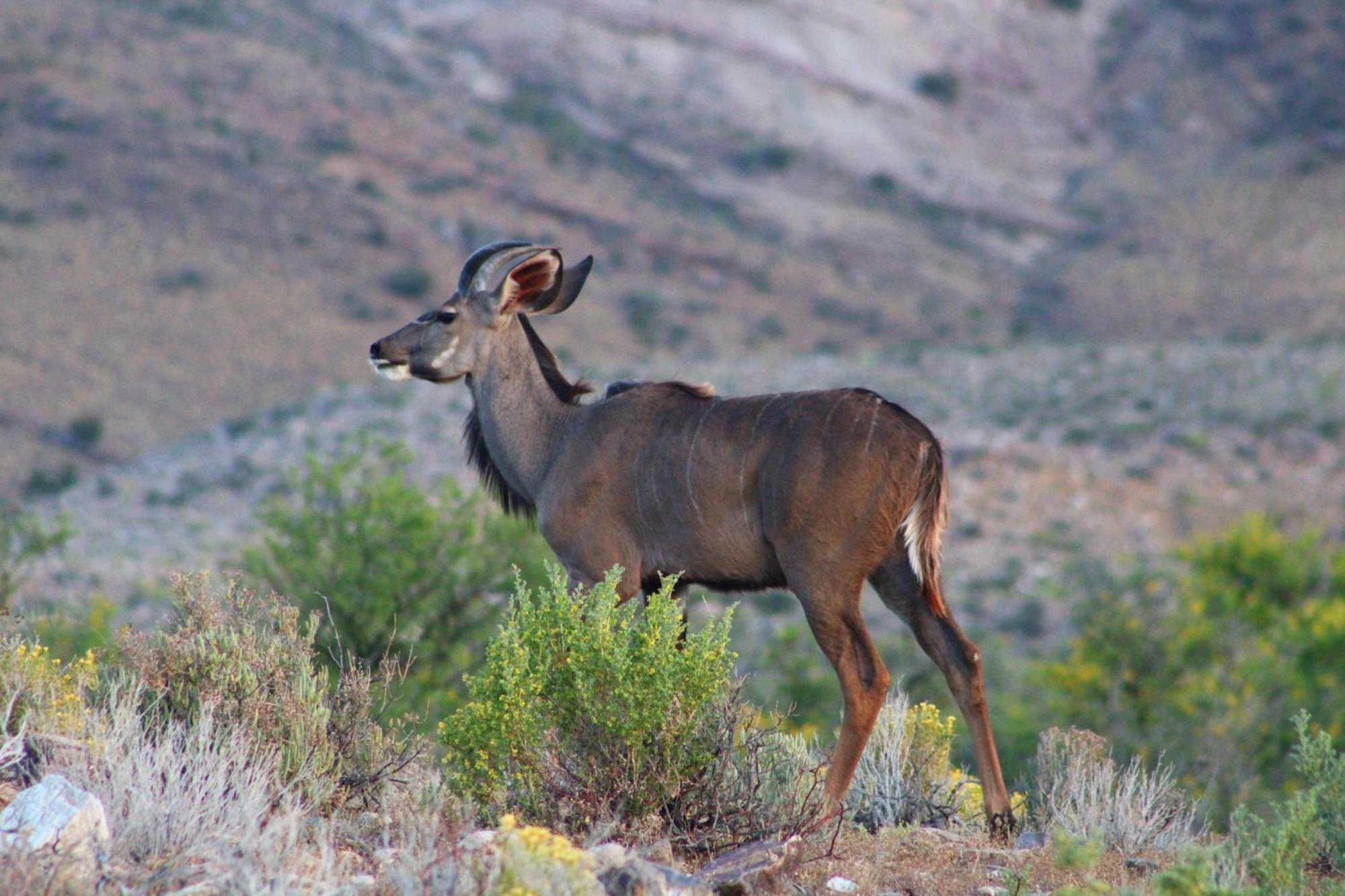 Bosch Luys Kloof Nature Reserve Ladismith Kültér fotó