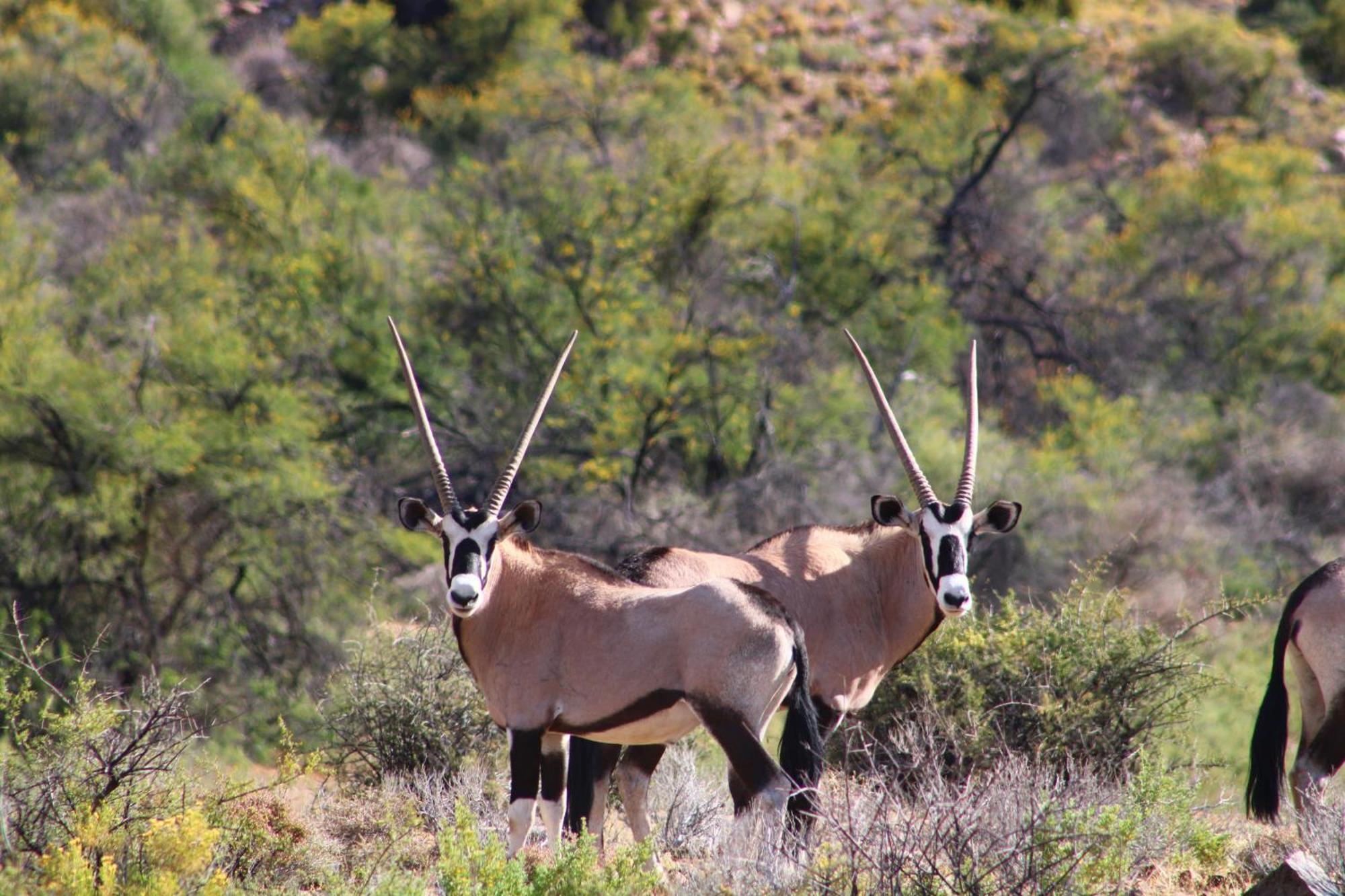 Bosch Luys Kloof Nature Reserve Ladismith Kültér fotó