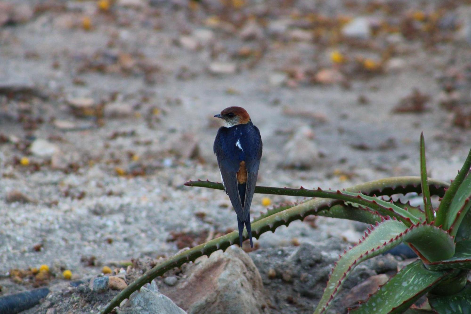 Bosch Luys Kloof Nature Reserve Ladismith Kültér fotó