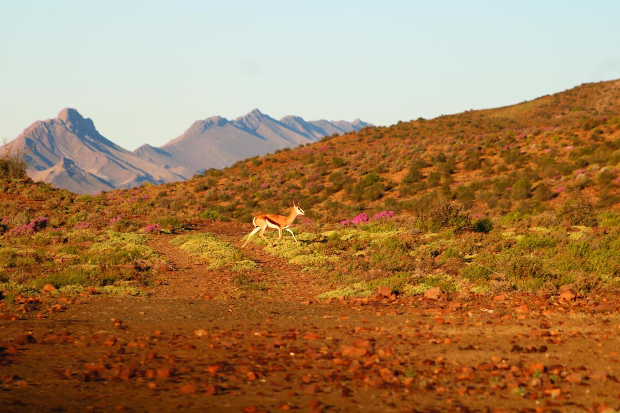 Bosch Luys Kloof Nature Reserve Ladismith Kültér fotó